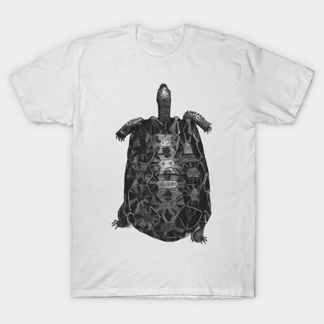 Tortoise Nature Drawing T-Shirt by KnuckleTonic